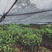 柚子树苗新品种泰国青皮柚苗、红宝石柚子苗两年嫁接苗