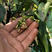 柚子树苗新品种泰国青皮柚苗、红宝石柚子苗两年嫁接苗