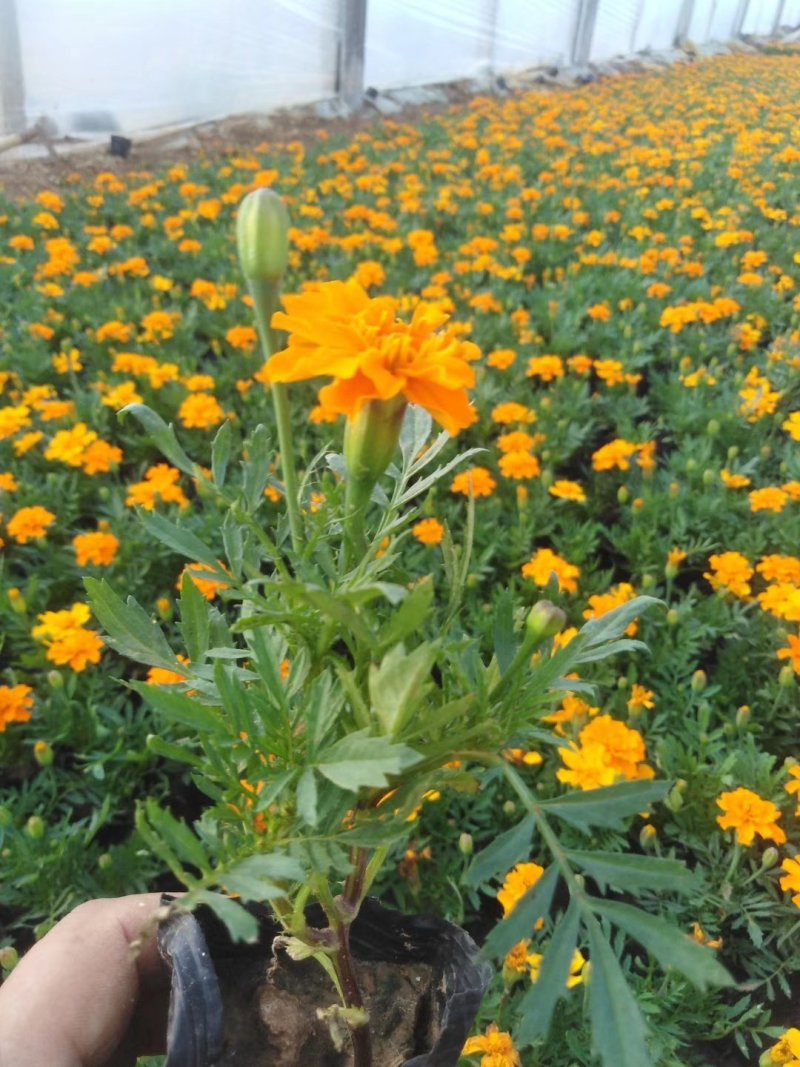 【精品】孔雀草耐寒，基地直发欢迎选购