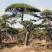 绿化工程用造型黑松造型油松，成活率高造型松
