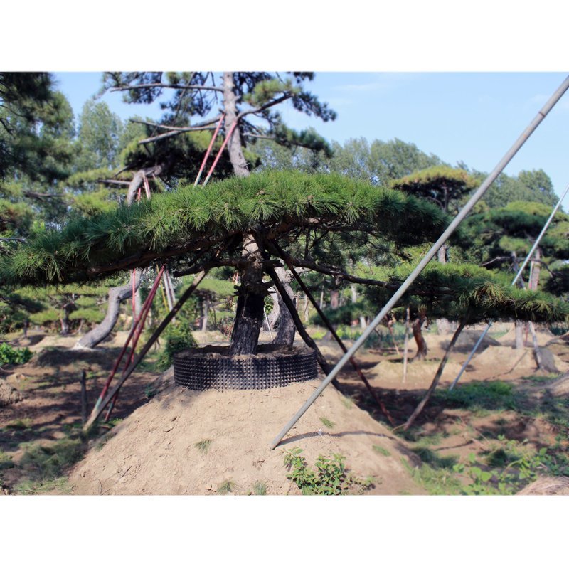 绿化工程用造型黑松造型油松，成活率高造型松
