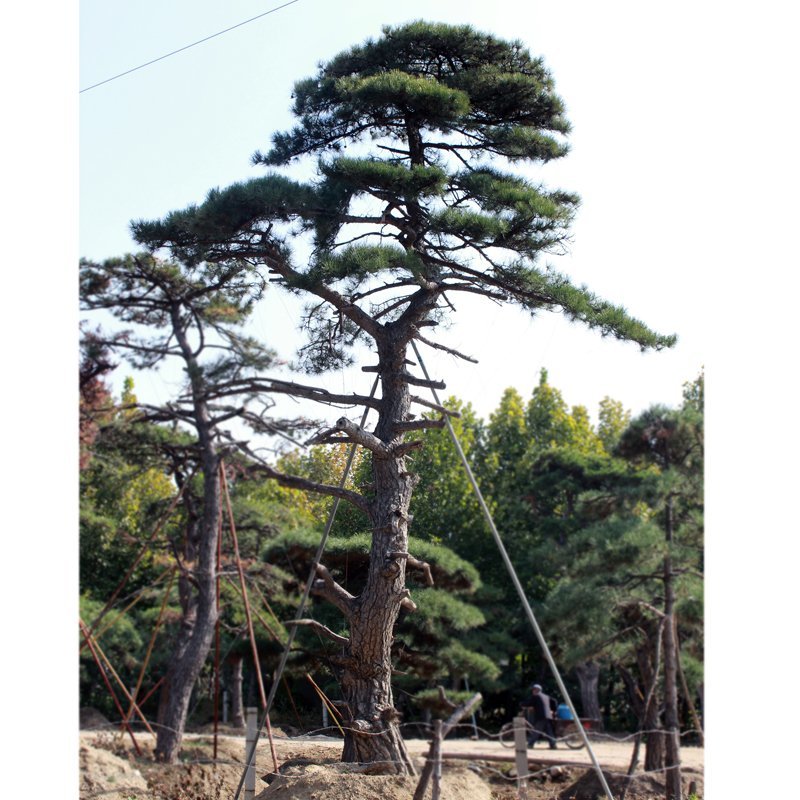 绿化工程用造型黑松造型油松，成活率高造型松