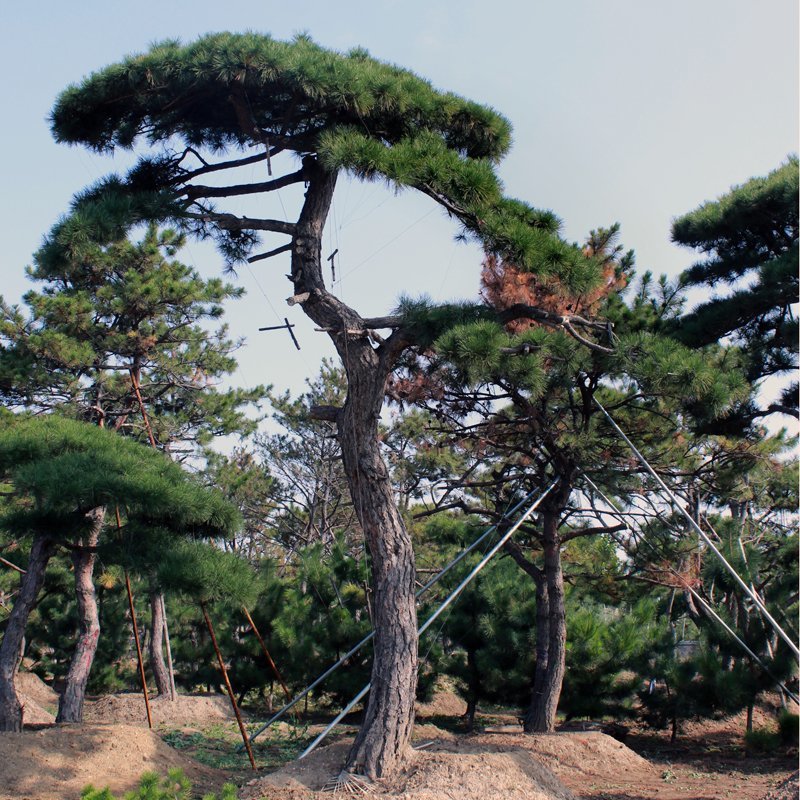 绿化工程用造型黑松造型油松，成活率高造型松