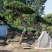 绿化工程用造型黑松造型油松，成活率高造型松