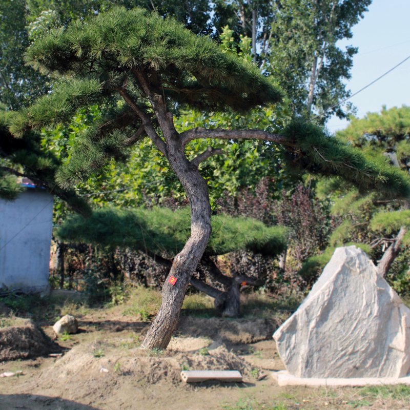 绿化工程用造型黑松造型油松，成活率高造型松