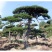 绿化工程用造型黑松造型油松，成活率高造型松