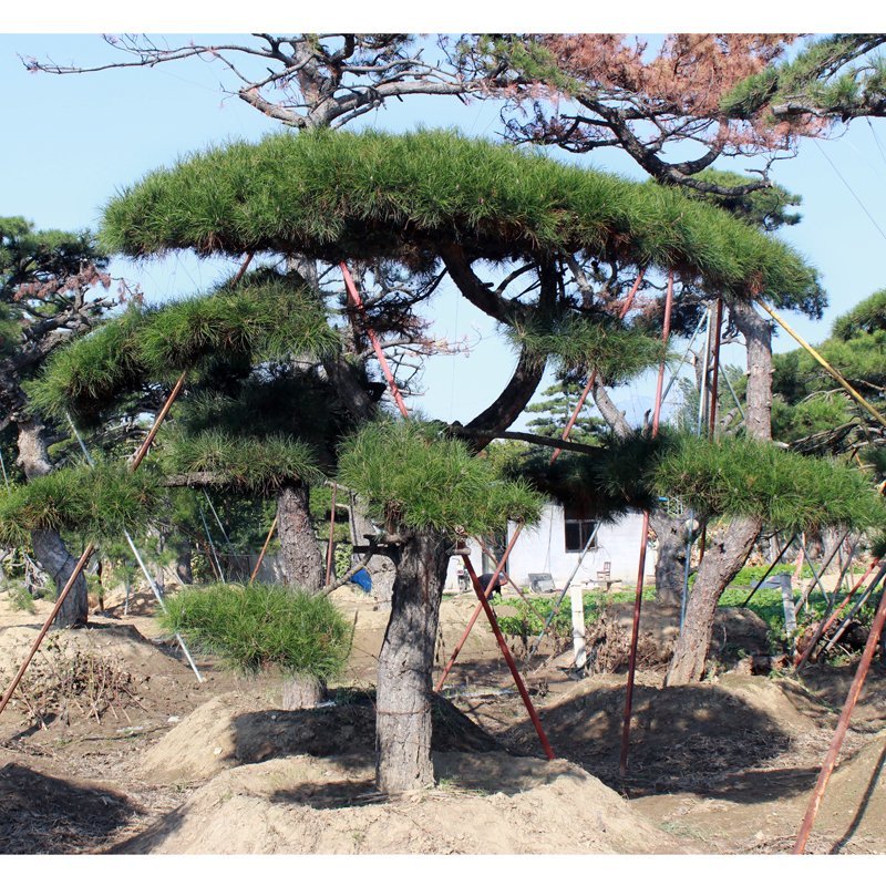 绿化工程用造型黑松造型油松，成活率高造型松
