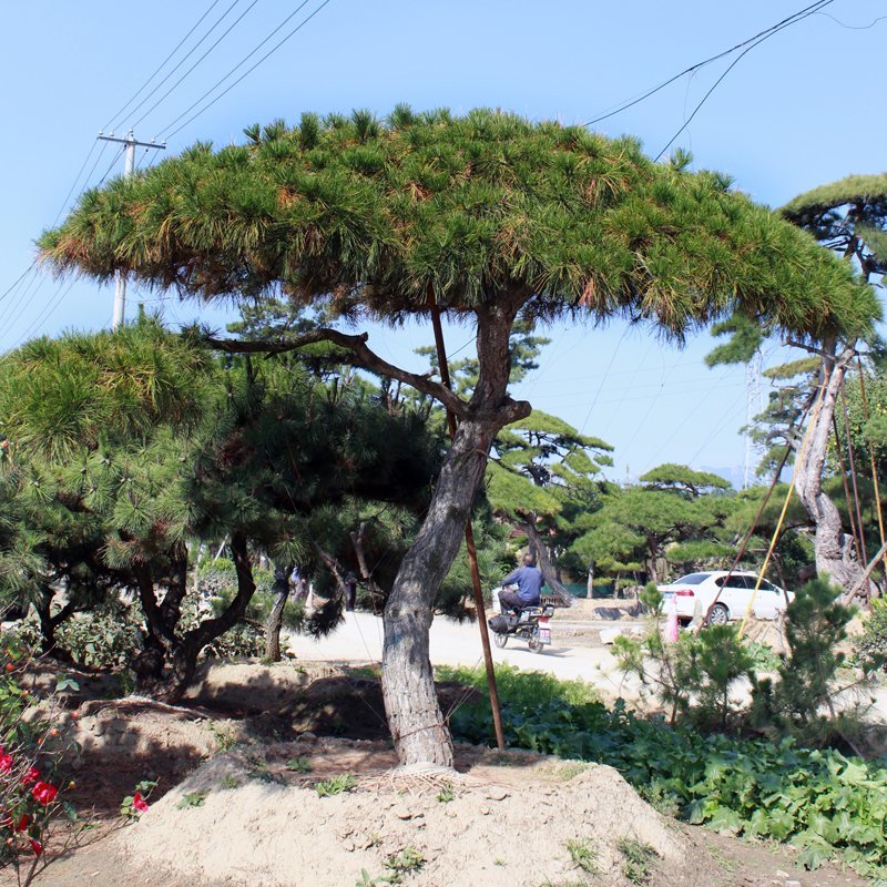 绿化工程用造型黑松造型油松，成活率高造型松