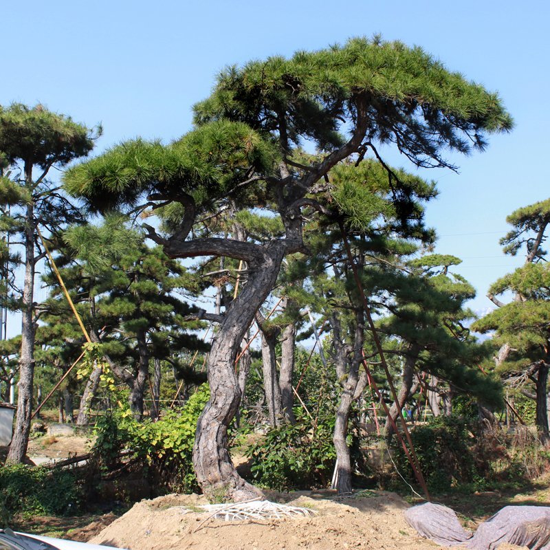 绿化工程用造型黑松造型油松，成活率高造型松