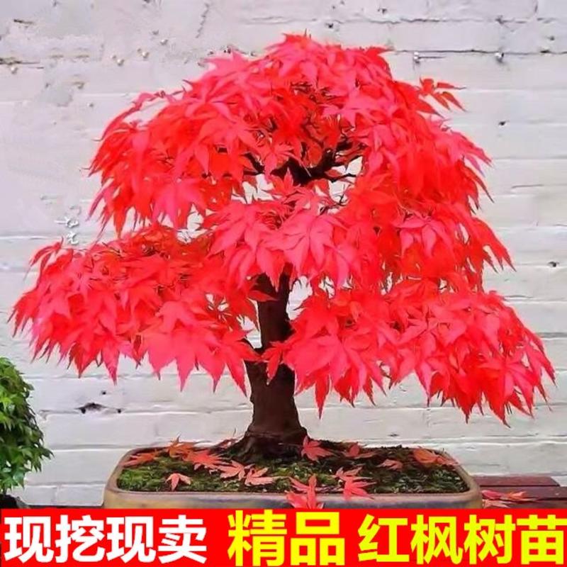 红枫树苗日本红枫。中国红枫。鸡爪槭。常年红。