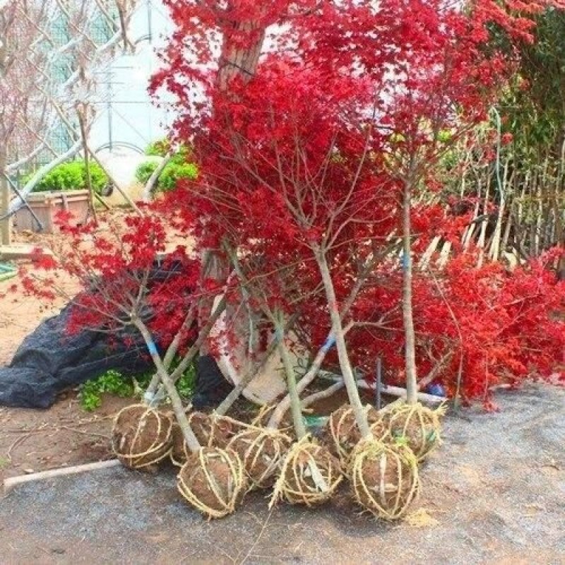 红枫树苗日本红枫。中国红枫。鸡爪槭。常年红。