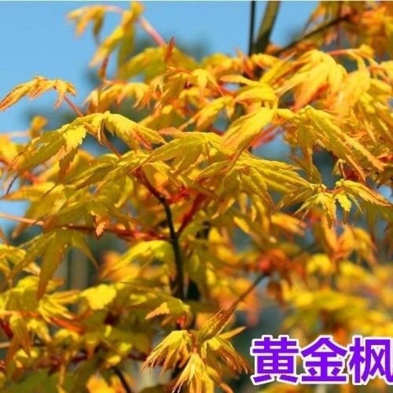红枫树苗日本红枫。中国红枫。鸡爪槭。常年红。
