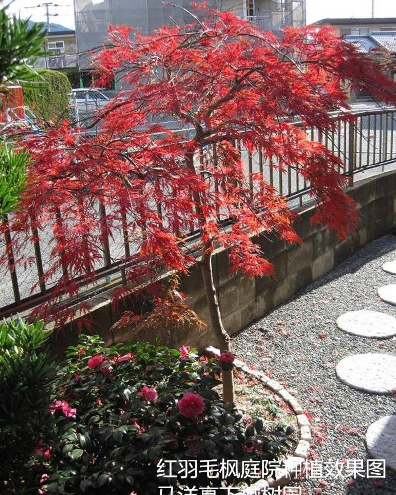 红枫树苗日本红枫。中国红枫。鸡爪槭。常年红。