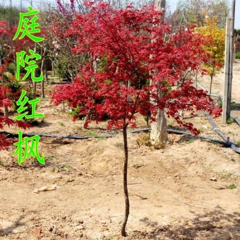 红枫树苗日本红枫。中国红枫。鸡爪槭。常年红。
