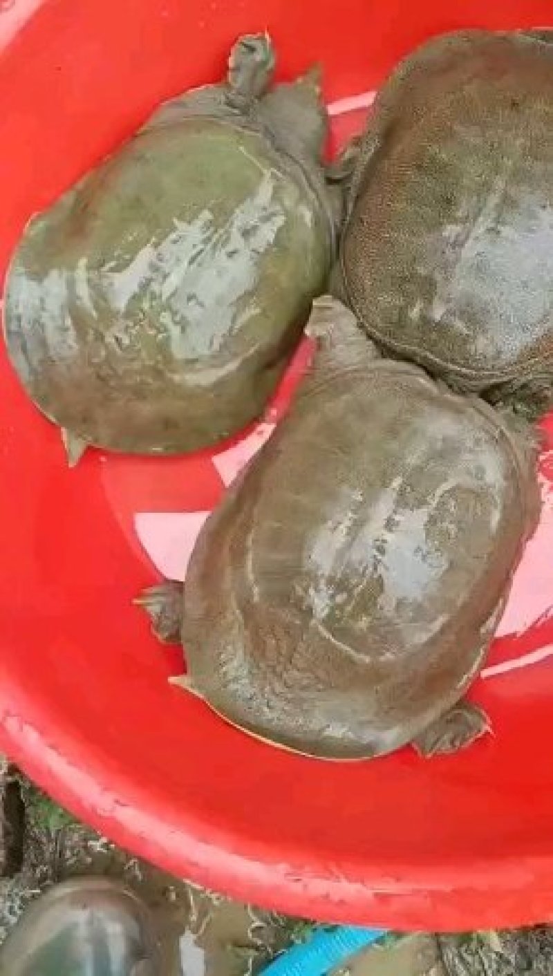 生态甲鱼78元一只包邮，适合放养外塘水库，也可以吃。