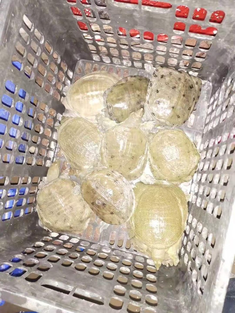 生态甲鱼78元一只包邮，适合放养外塘水库，也可以吃。