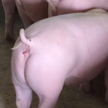 母猪价格、买10头母猪送1头公猪、3头起发、全国