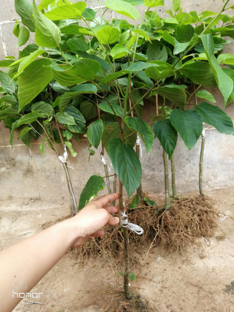 拐枣苗金钩梨嫁接苗0.5～1米一年挂果冬天会落叶