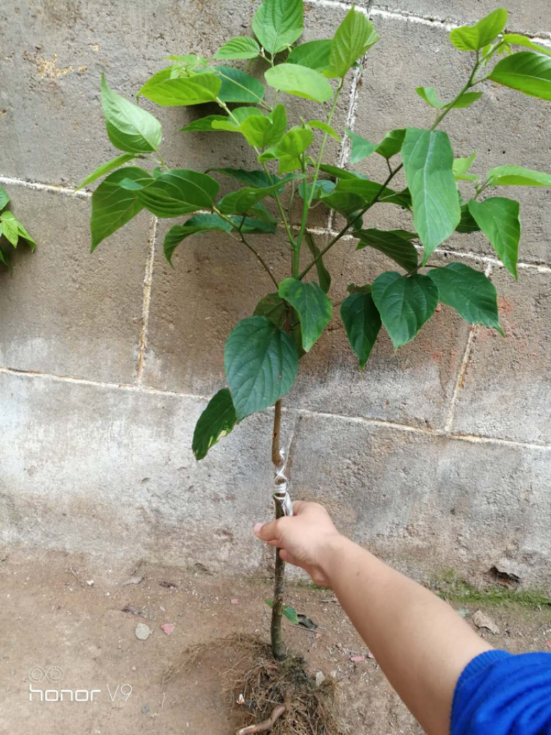 拐枣苗金钩梨嫁接苗0.5～1米一年挂果冬天会落叶