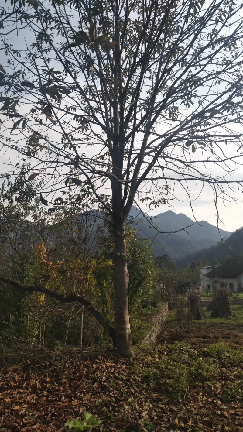 精品七叶树，绿化，行道树专用，基地大量直销。
