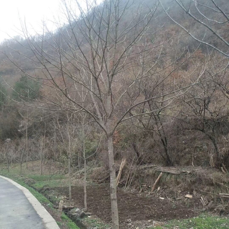 精品七叶树，绿化，行道树专用，基地大量直销。