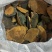 秦岭野生桑树桑黄老树桑黄灵芝菌泡茶中药材可切丁非西藏