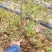蓝莓苗盆栽地载南方北方种植蓝莓树苗四季种植带原土发货当年
