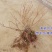 蓝莓苗盆栽地载南方北方种植蓝莓树苗四季种植带原土发货当年