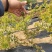 蓝莓苗盆栽地载南方北方种植蓝莓树苗四季种植带原土发货当年