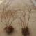 蓝莓苗盆栽地载南方北方种植蓝莓树苗四季种植带原土发货当年