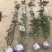 月季花苗。爬藤。藤本。盆栽，玫瑰四季欧月