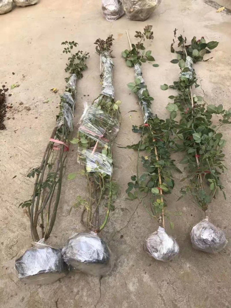 月季花苗。爬藤。藤本。盆栽，玫瑰四季欧月