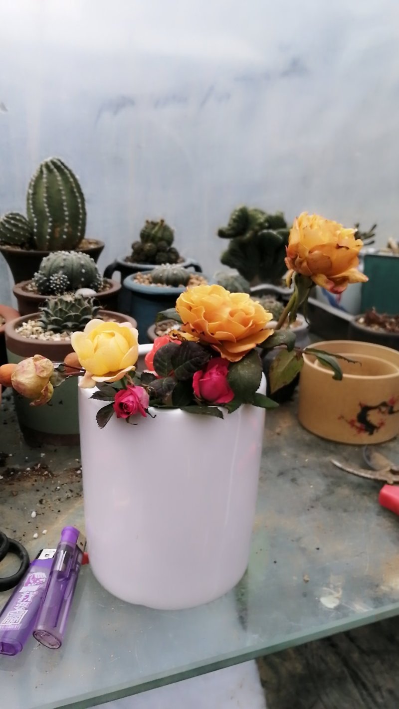 月季花苗。爬藤。藤本。盆栽，玫瑰四季欧月