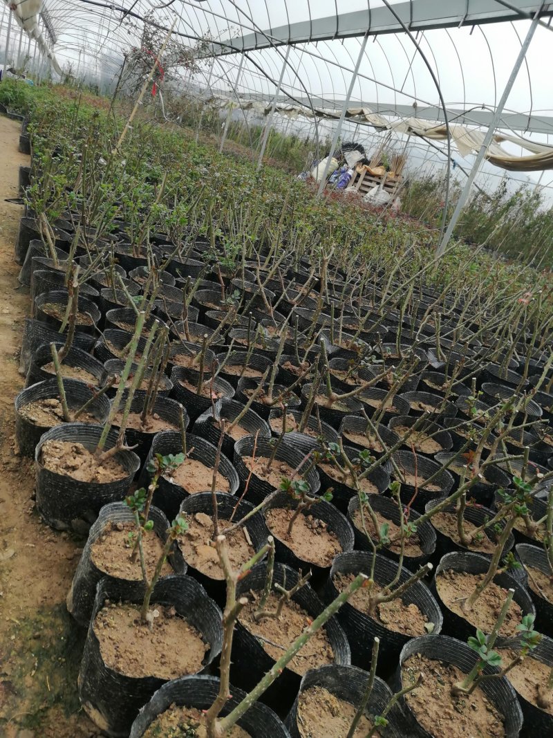 月季花苗。爬藤。藤本。盆栽，玫瑰四季欧月