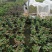 月季花苗。爬藤。藤本。盆栽，玫瑰四季欧月