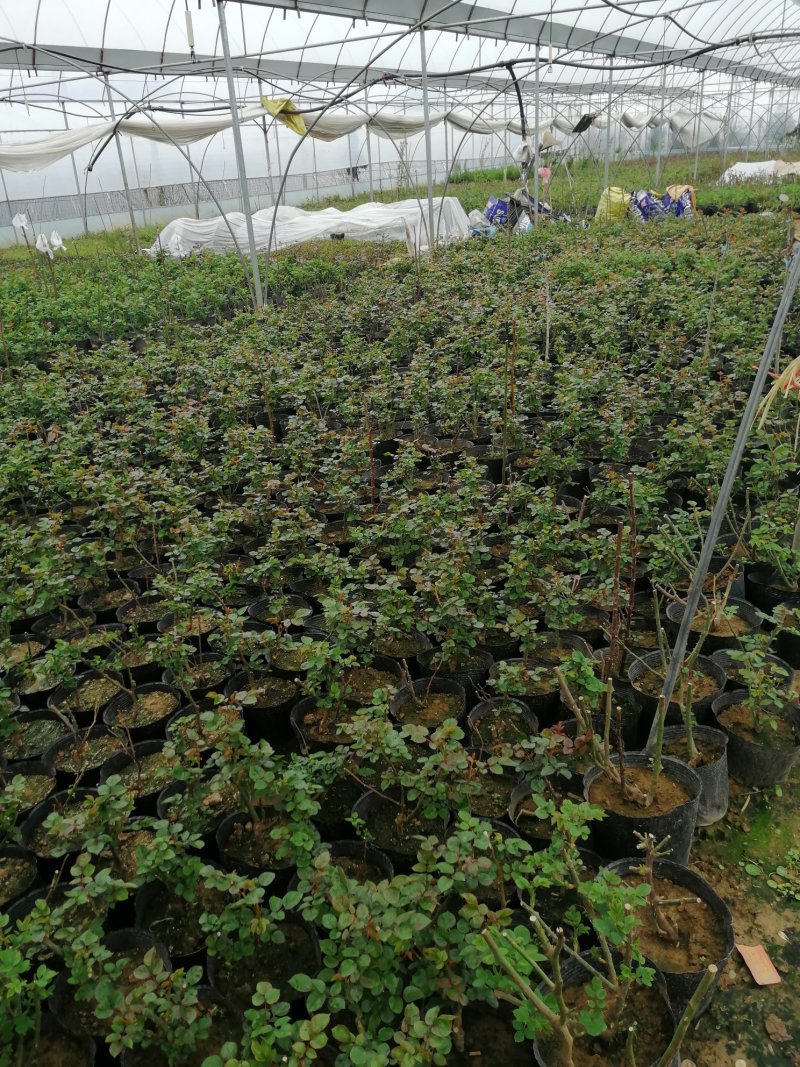 月季花苗。爬藤。藤本。盆栽，玫瑰四季欧月