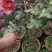 月季花苗。爬藤。藤本。盆栽，玫瑰四季欧月