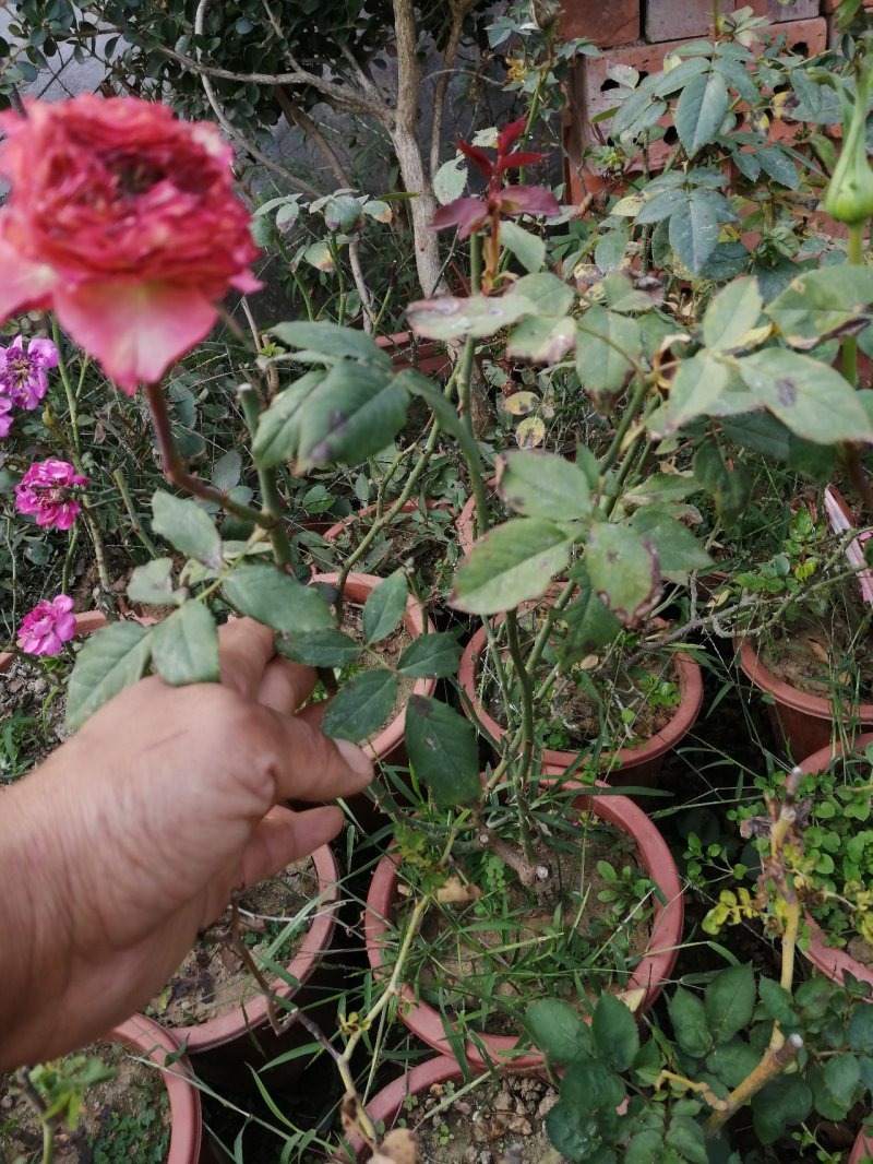 月季花苗。爬藤。藤本。盆栽，玫瑰四季欧月
