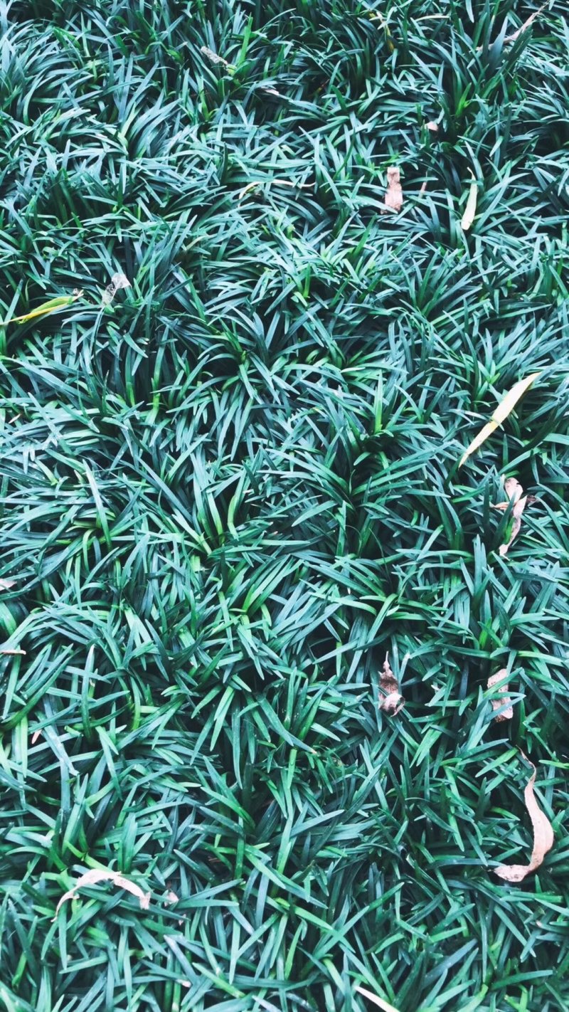 玉龙草