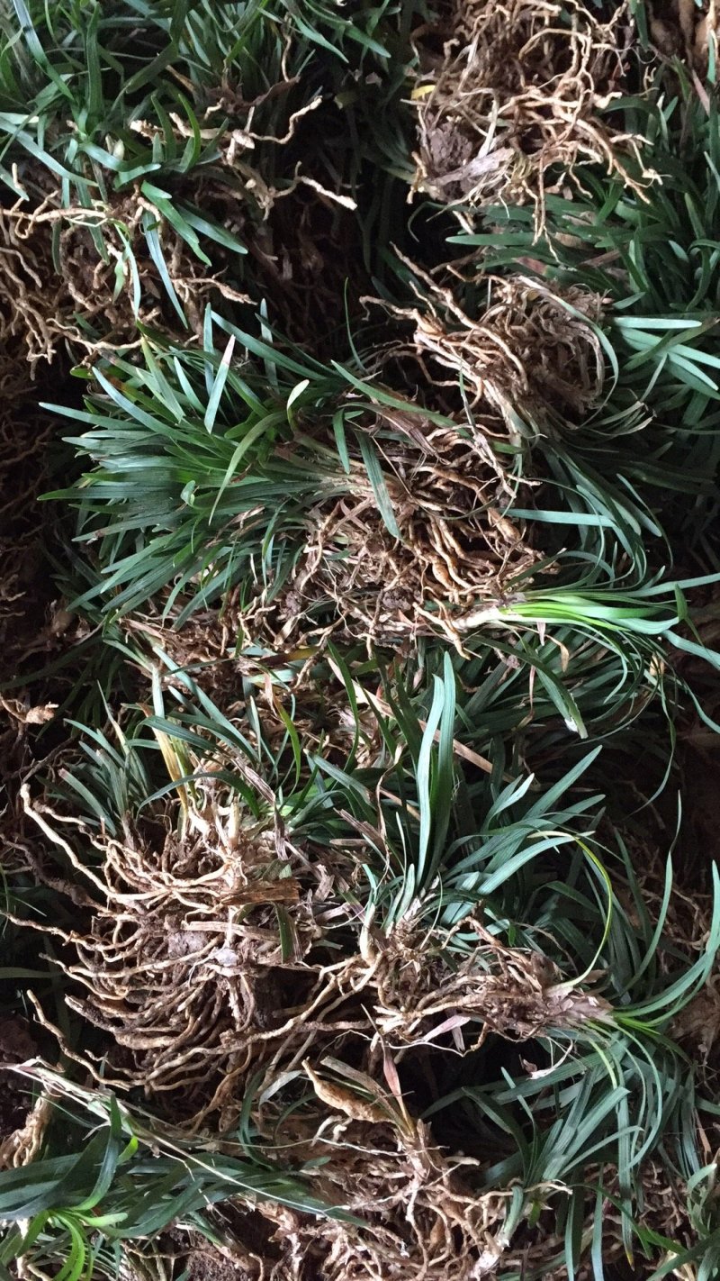 玉龙草