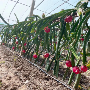 红心火龙果苗，自花授粉