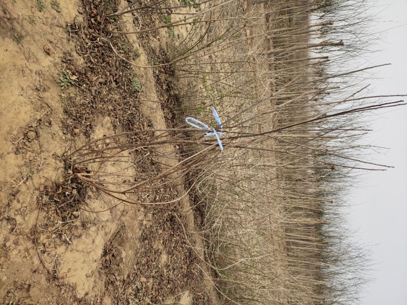 黄栌丛生黄栌多分枝黄栌黄栌价格黄栌产地河北黄栌