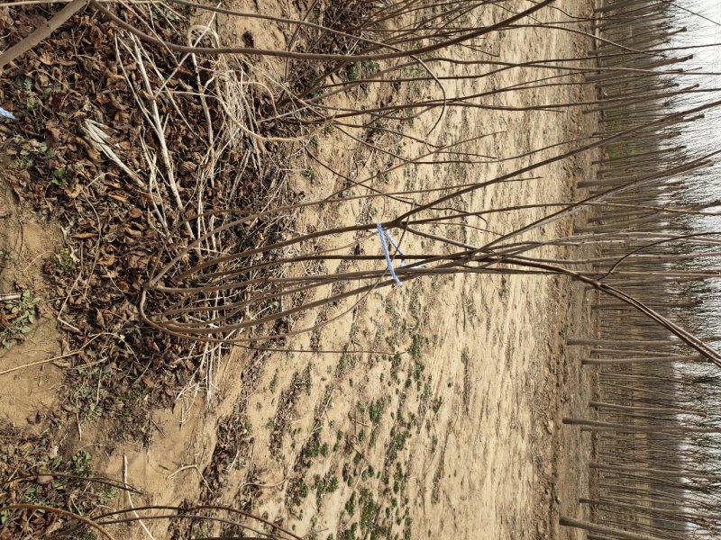 黄栌丛生黄栌多分枝黄栌黄栌价格黄栌产地河北黄栌