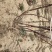 黄栌丛生黄栌多分枝黄栌黄栌价格黄栌产地河北黄栌