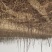 黄栌丛生黄栌多分枝黄栌黄栌价格黄栌产地河北黄栌