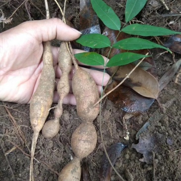 中药材野生牛大力