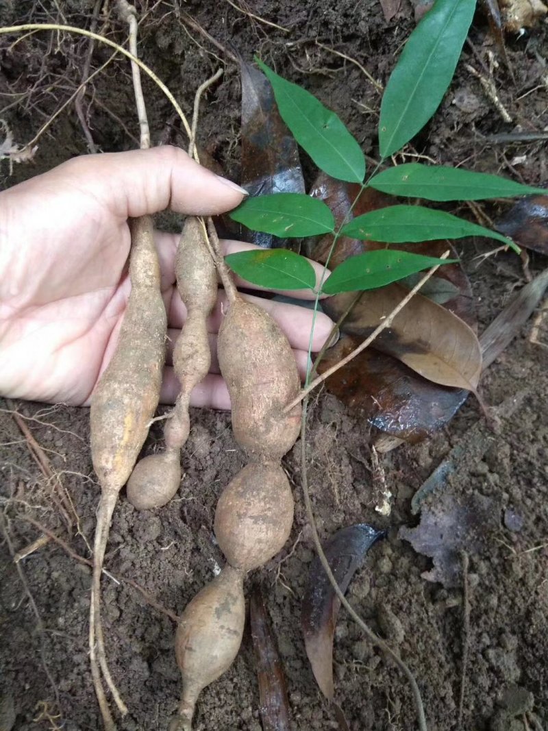 中药材野生牛大力