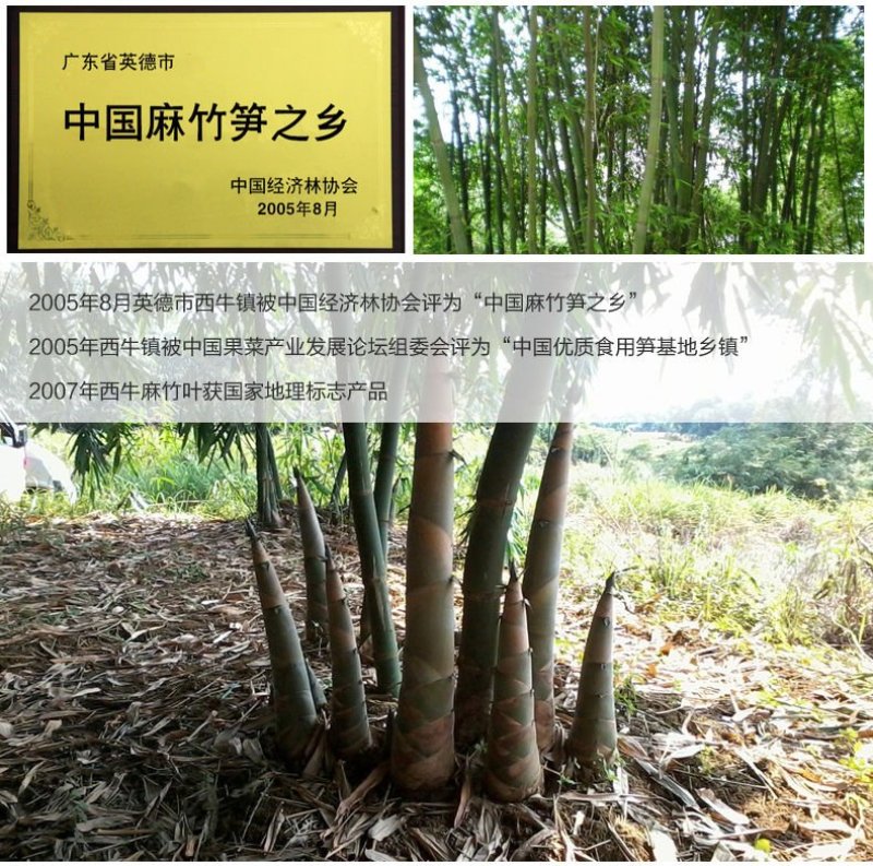 笋干麻竹笋干货广东英德农家自制晒干干笋尖