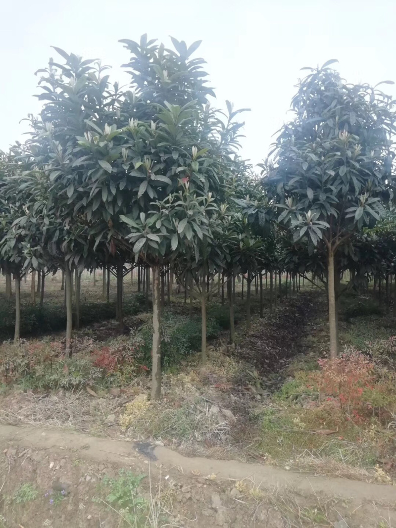 枇杷树，精品出售，1到10公分，规格齐全。。