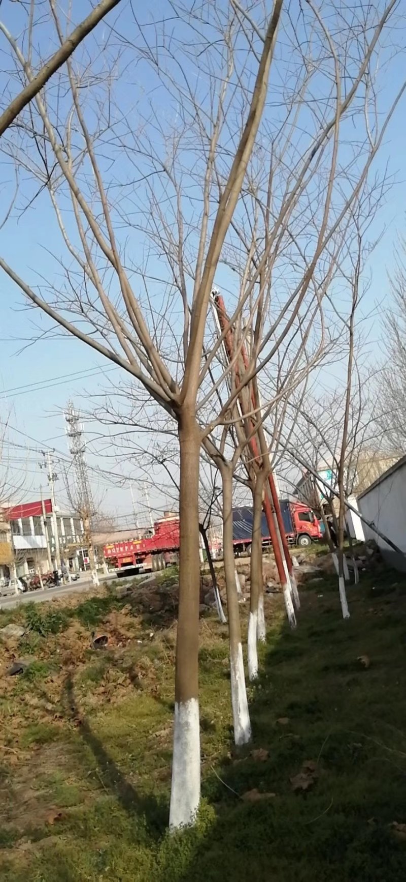 江苏徐州合欢一手货源现挖现发规格齐全基地直发质量保障
